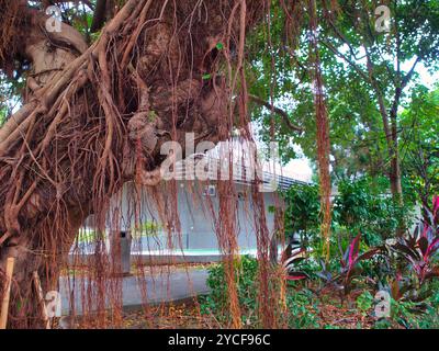 Long, thin roots hang from the branches of a massive banyan tree, with blurred greenery and a building behind. Stock Photo