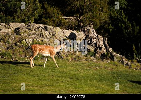 Fallow deer (Dama dama) in the Aigüestortes i Estany de Sant Maurici National Park, Catalonia, Spain, Europe Stock Photo