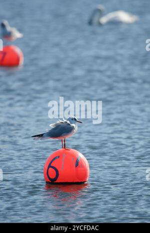 Black-Headed Gull (Larus ridibundud) on a buoy on a lake in London Stock Photo
