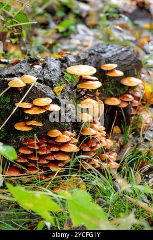 Sulphur tuft clumps of orange yellow fungi Hypholoma fasciculare, autumn UK growing on dead tree trunk logs on woodland floor Stock Photo