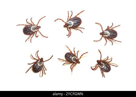 American dog ticks Dermacentor variabilis  on white Stock Photo