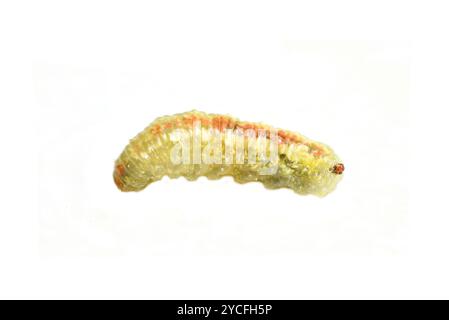 Larva of syrphus hover fly on white background Stock Photo
