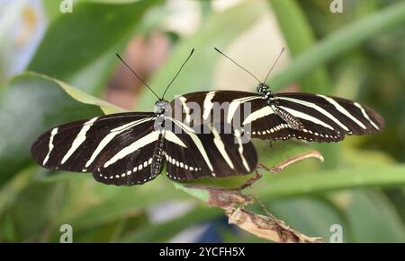 Two zebra longwing butterflies Heliconius charithonia on a leaf Stock Photo