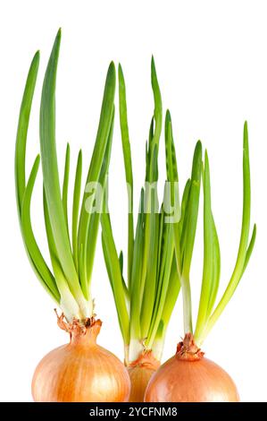 Growing onion Stock Photo