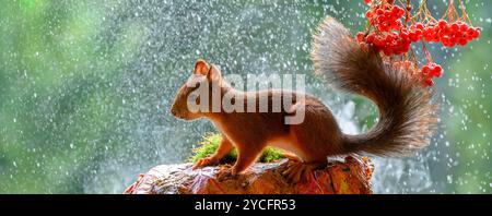 Red Squirrel under elderberry berries in rain Stock Photo