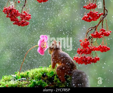 Red Squirrel under elderberry berries in rain Stock Photo