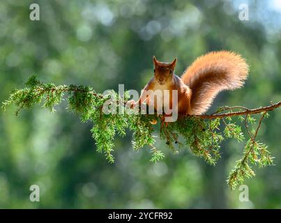 Red Squirrel on a juniper branch with berries Stock Photo