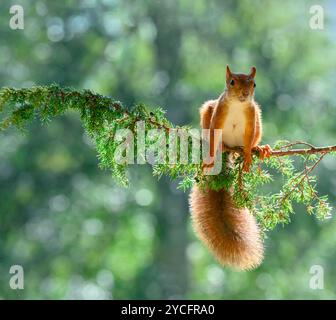 Red Squirrel on a juniper branch with berries Stock Photo