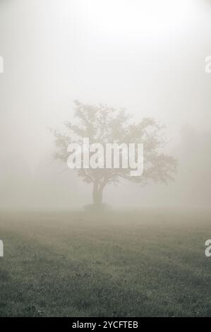 Picturesque deciduous tree in the autumn mist on a dewy meadow Stock Photo