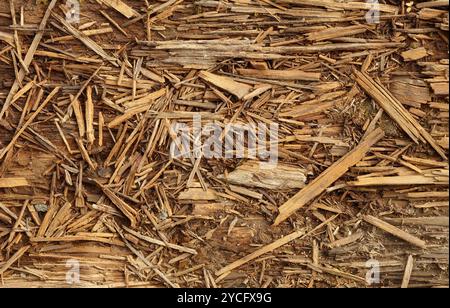 Decomposed old rotted wood backdrop Stock Photo