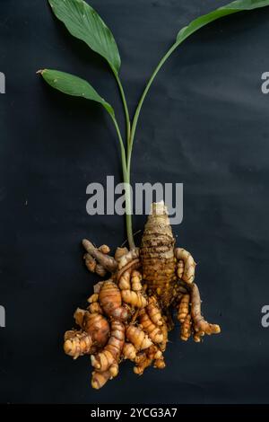 fresh turmeric rhizome after harvest isolated on black background. Turmeric plant has green stem with cluster of orange turmeric roots. Stock Photo