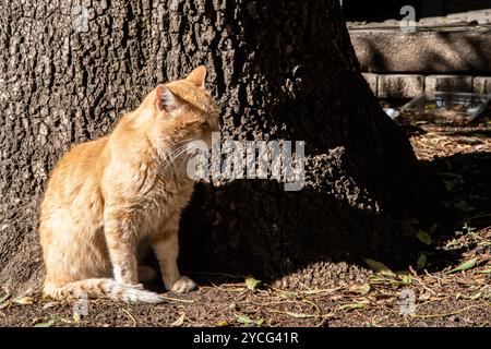Cute ginger cat sitting on the ground in the garden under a tree Stock Photo