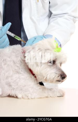 Vet giving dog needle injection Stock Photo