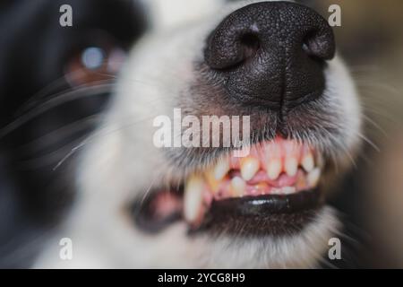 Dangerous angry dog. Aggressive puppy dog border collie baring teeth fangs looking aggressive dangerous. Guardian growling scary dog ready for attack. Pet infected by rabies. Stock Photo