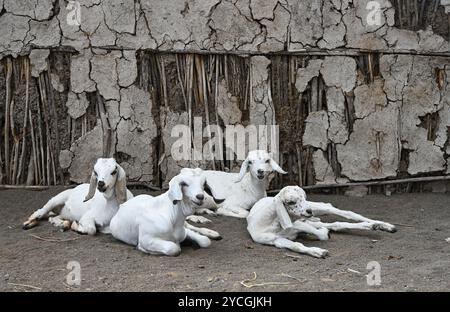 Few domestic goats lie on the ground near Maasai house in the hinterland of Kenya, Africa Stock Photo