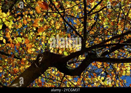 Looking Up Into The Canopy Of A Beech Tree In Autumn With Yellow,Golden Leaves, New Forest UK Stock Photo