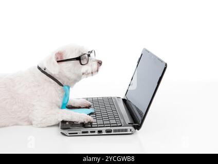 Savvy dog using a computer laptop Stock Photo