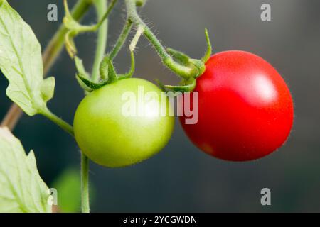 Close up photo of two small tomatoes growing on a tomato plant in the greenhouse: a green, unripe little cherry tomato and a ripe red cherry tomato. Stock Photo