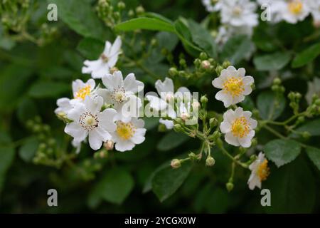 (Rosa Multiflora) Clos- up of a bouquet of graceful small white sweet-smelling flowers of multiflora rose or eijitsu rose bushy shrub Stock Photo