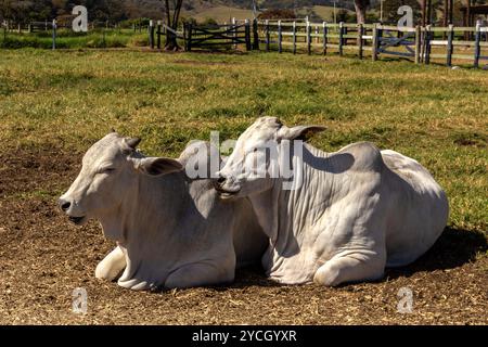Nelore cattle in pasture on farm in Brazil Stock Photo
