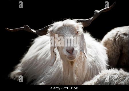 White kashmir (pashmina) goat from Indian highland Stock Photo