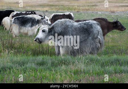 Yak grazing in meadow at Himalayan mountains Stock Photo