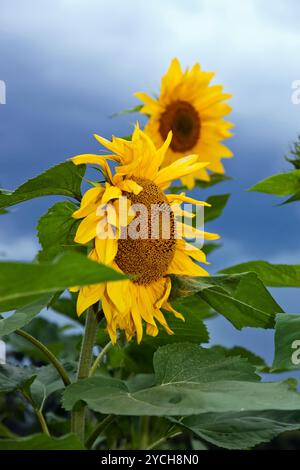 Beautiful yellow sunflowers against cloudy sky background Stock Photo