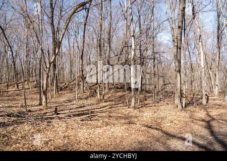 Views of dried prairie and trees during a sunny spring day at a MN ...