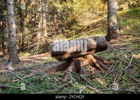 A fallen tree in the forest. Landscape with a fallen tree. Stock Photo