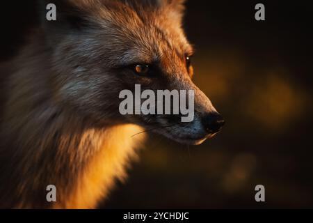 Close-up of a red fox illuminated by warm light, highlighting its sharp features and intense gaze, captured in the wilderness of Canada. Stock Photo