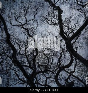 Grunge image of dark forest, perfect halloween background Stock Photo