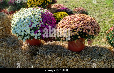 Fall is in the air with a variety of beautiful colors and aroma of potted mums sitting on straw hay bales in Missouri. Bokeh. Stock Photo