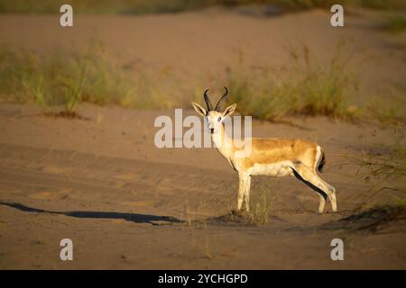 Lone Arabian sand gazelle standing on a sand dune at dusk in the desert ...