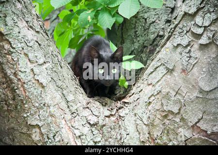 A black cat in a tree Stock Photo