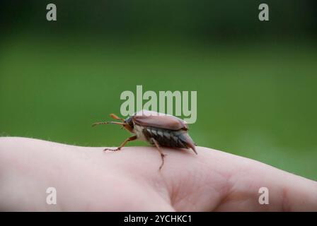 Big bug walking on human's hand Stock Photo - Alamy