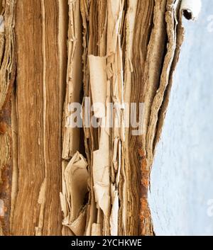 Bible, old book Stock Photo