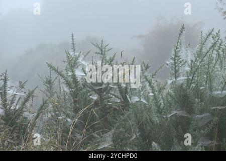 A foggy autumnal scene with cobwebs or spiders web on gorse bush Ulex europaeus in fog October UK Stock Photo