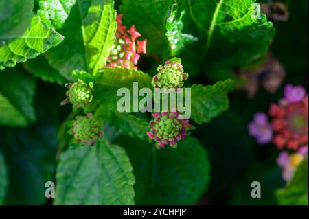 Fresh green flower buds emerge amid lush foliage, kissed by sunlight in a serene garden, heralding the arrival of spring with vibrant colors and new b Stock Photo