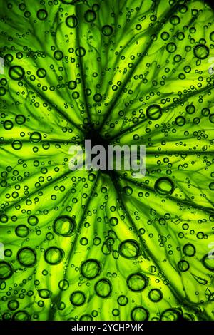 Citrus close up with bubbles Stock Photo