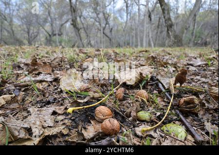 KYRGYZSTAN, Arslanbob, walnut forest in autumn, walnuts fall down and will be collected from farmers who have a forest lease / KIRGISISTAN, Arslanbob, Walnuß Wald im Herbst, Walnüße fallen zu Boden und werden von Forstpächtern gesammelt Stock Photo