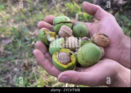 KYRGYZSTAN, Arslanbob, walnut forest in autumn , walnut harvest, ripen walnuts with green shell / KIRGISISTAN, Arslanbob, Walnuß Wald im Herbst, Walnuß Ernte, reife Walnüße mit grüner Schale Stock Photo