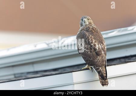 A juvenile red-tailed hawk (Buteo jamaicensis) perched on a roof. Stock Photo