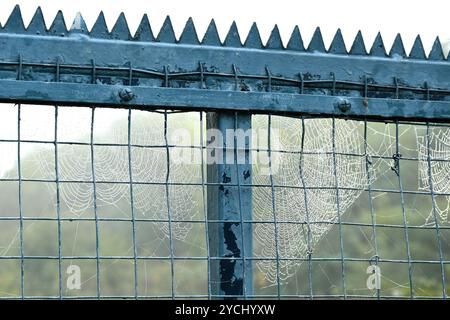 Metal mesh gate with spiked top and spiders web or cobwebs with dew in fog  UK October Stock Photo