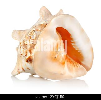 Big seashell Stock Photo