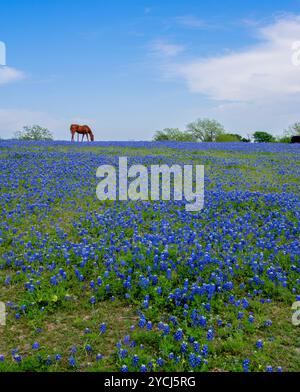 Spring time in Texas is the best season of the year. Bluebonnets like blue blanket covers the ground almost everywhere in the state. Stock Photo