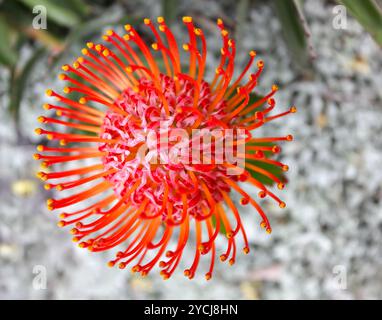 Graduated orange red protea - Leucospermum cordifolium Stock Photo