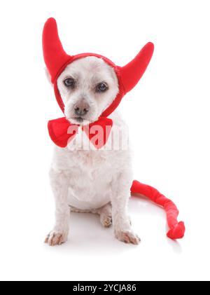 Bad Dog halloween devil costume Stock Photo