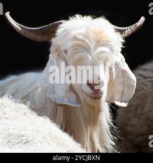 White kashmir goat from Indian highland farm Stock Photo