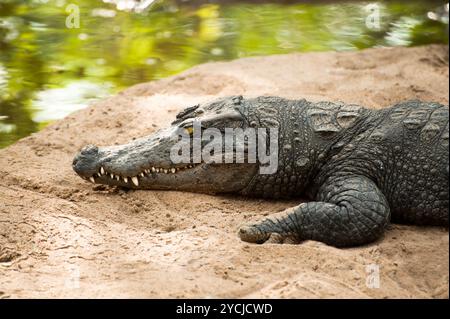 Animals in wild. Crocodile basking in the sun Stock Photo