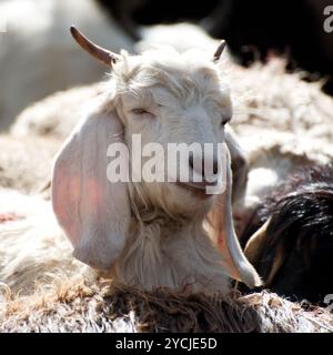 White kashmir (pashmina) goat from Indian highland farm in Ladakh Stock Photo